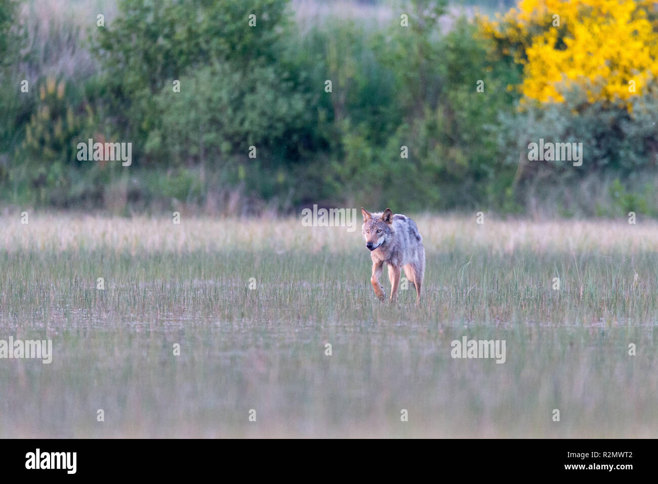 Wolf in der Wildnis Stockfoto