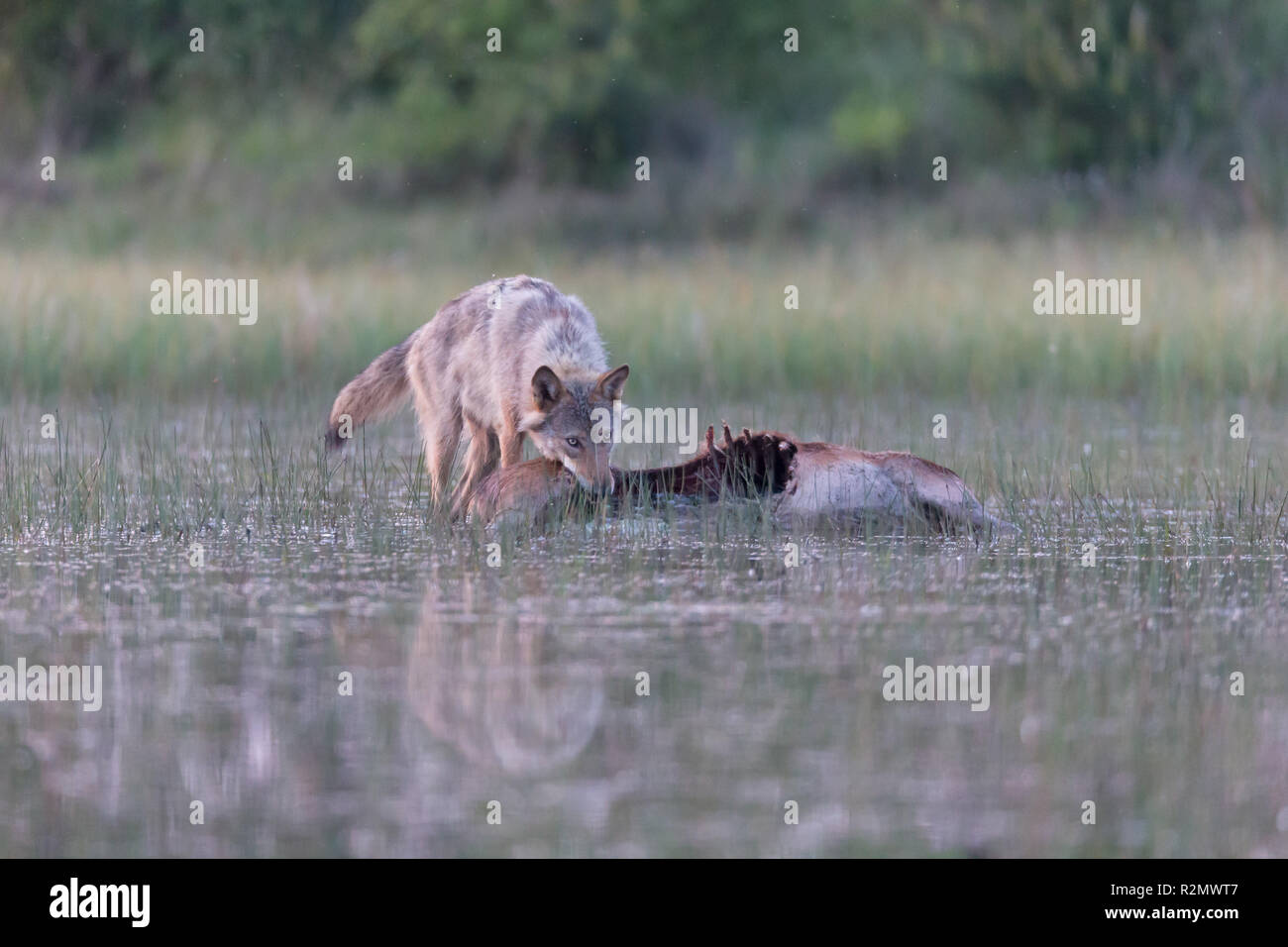 Wolf in freier Wildbahn, Beute, Essen Stockfoto