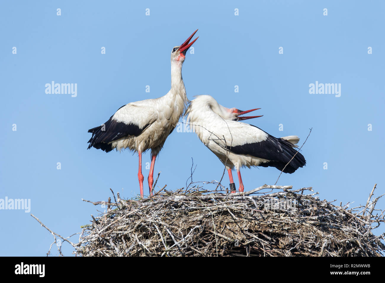 Zwei Störche klappern auf dem Nest Stockfoto