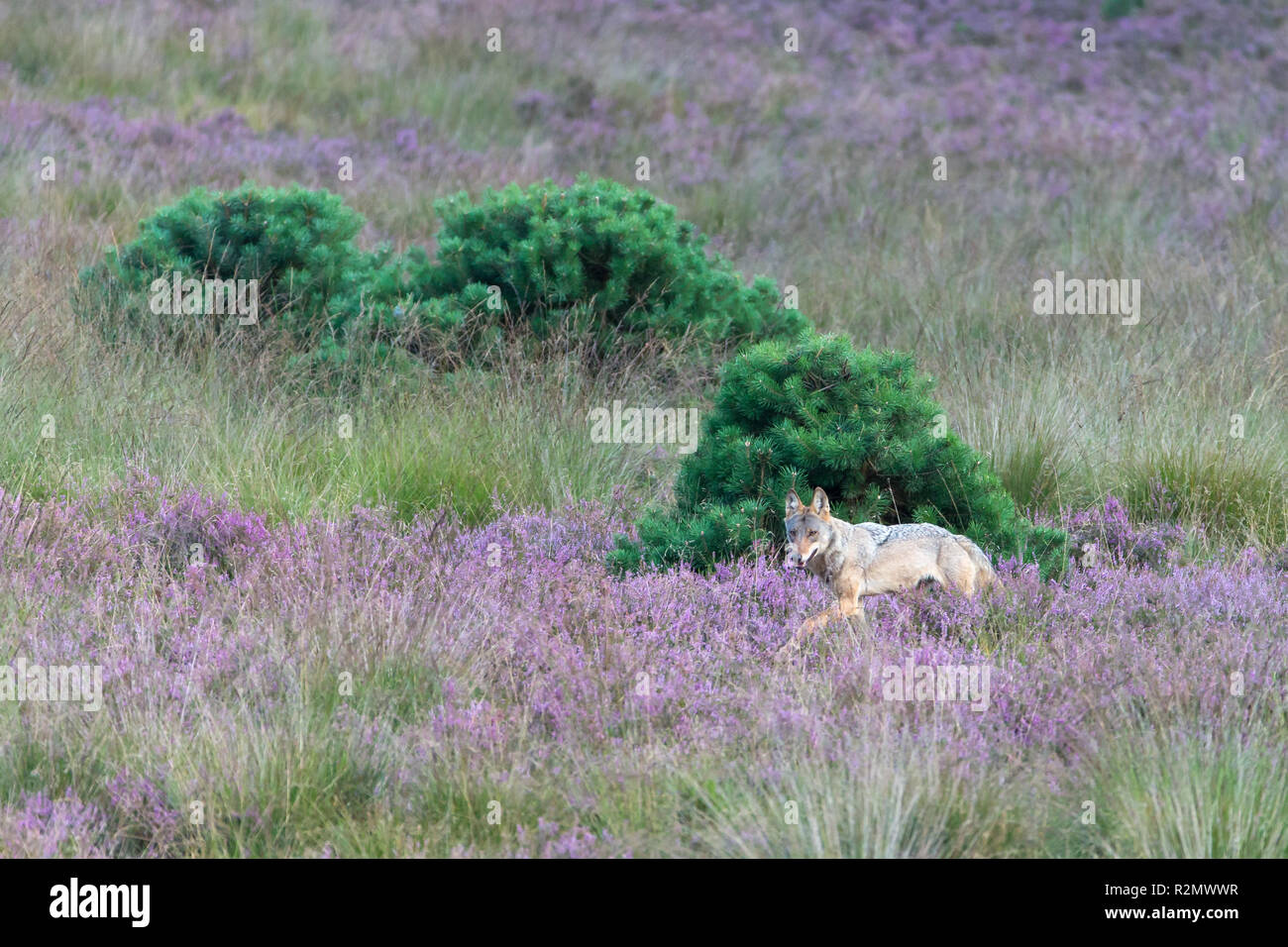 Wolf im blühenden Heide Stockfoto