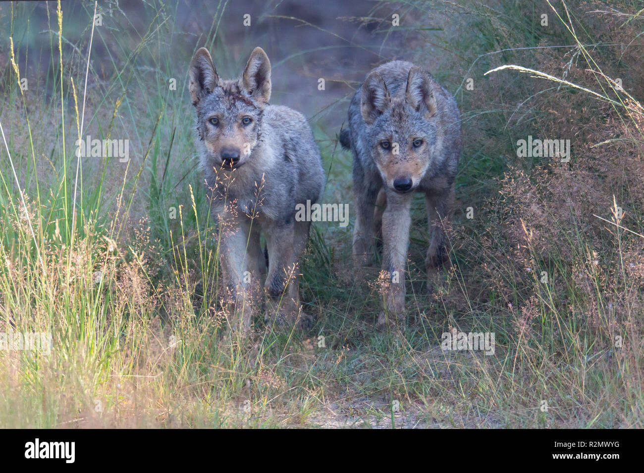 Zwei Wolfswelpen in der Wildnis Stockfoto