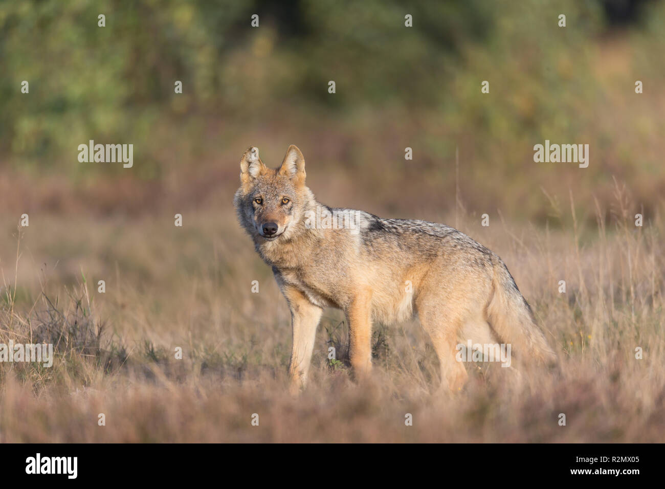 Wolf in der Wildnis Stockfoto