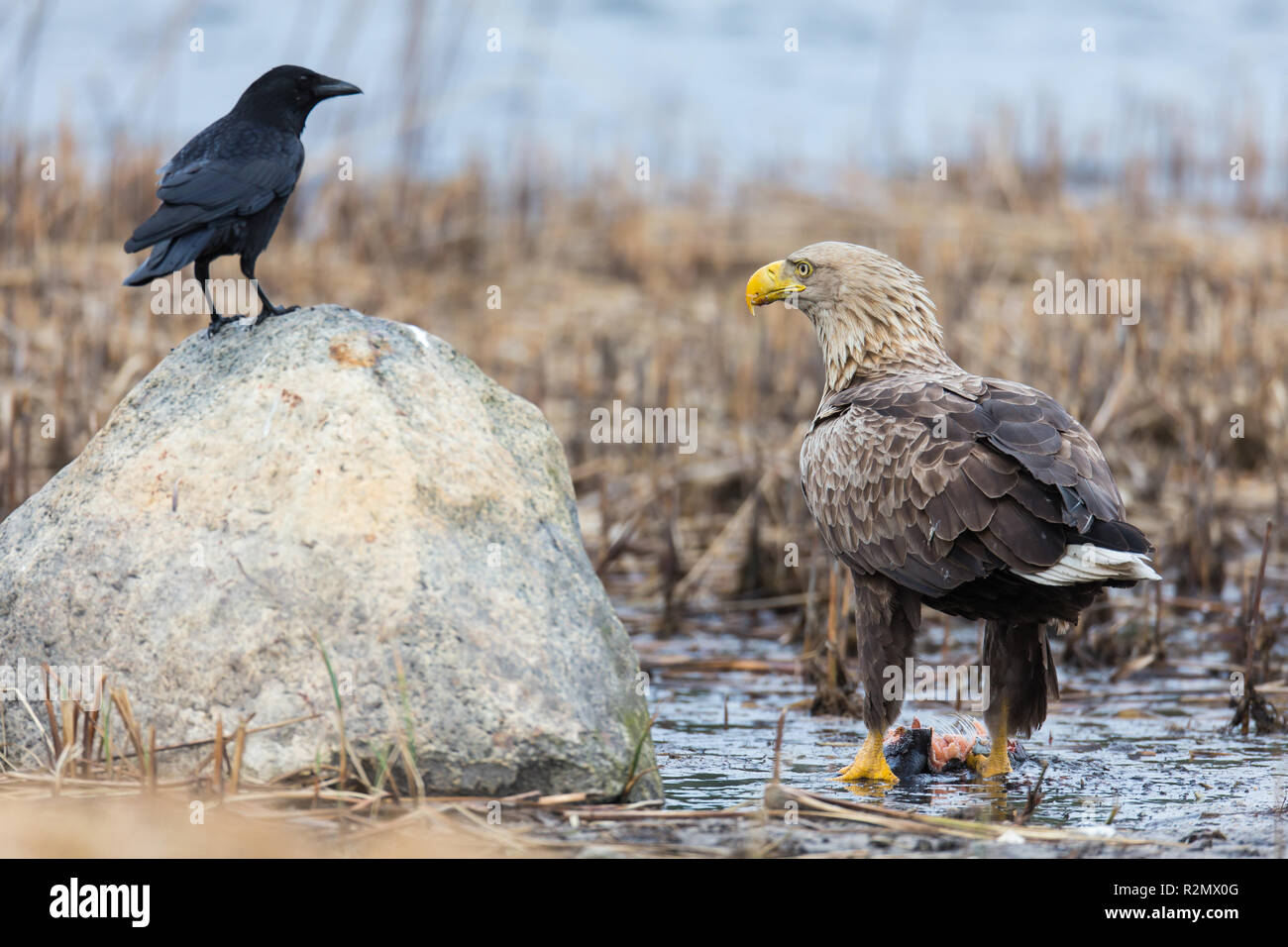 Seeadler und Nebelkrähe Stockfoto