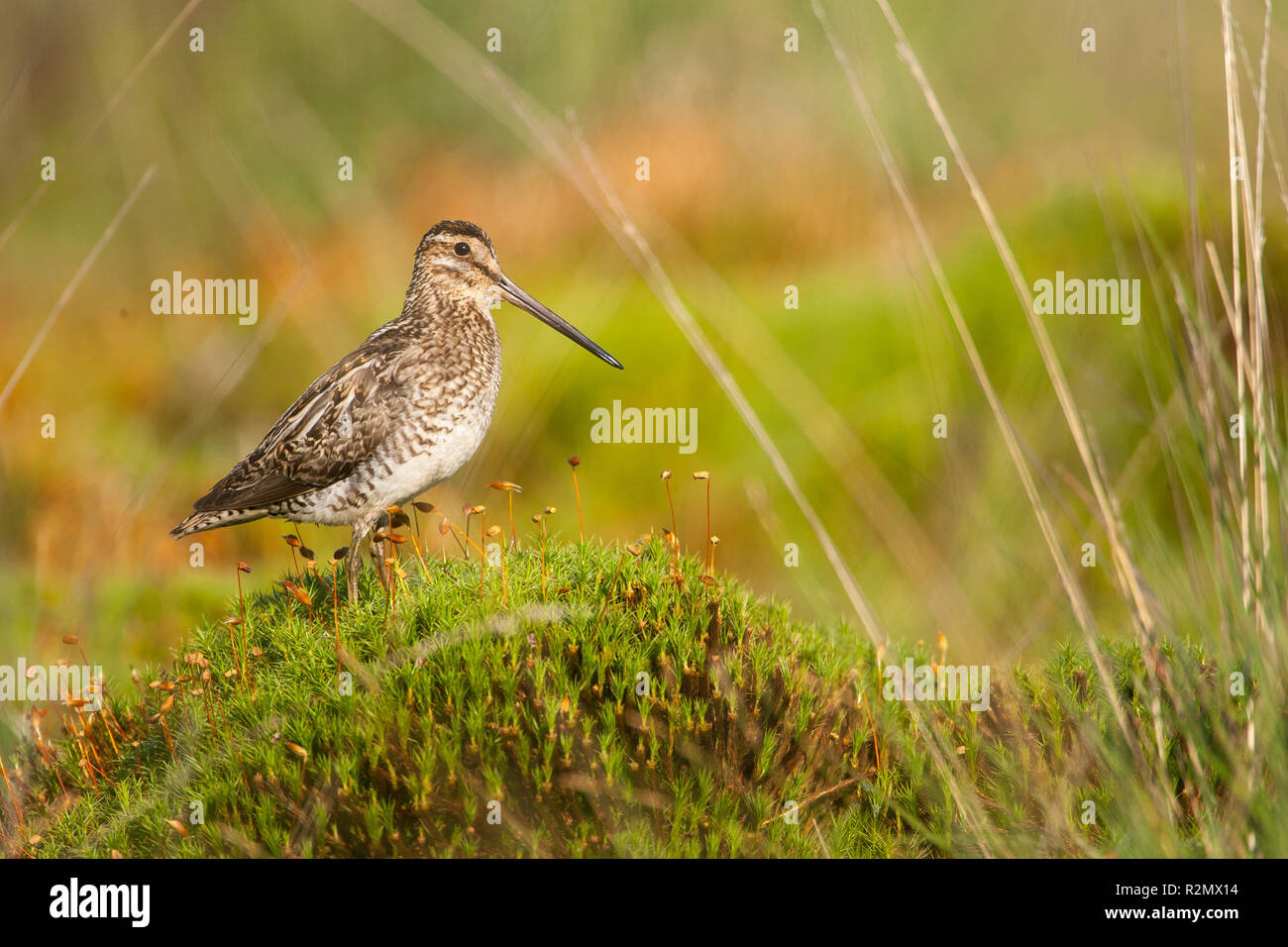 Snipe auf moss Kissen Stockfoto