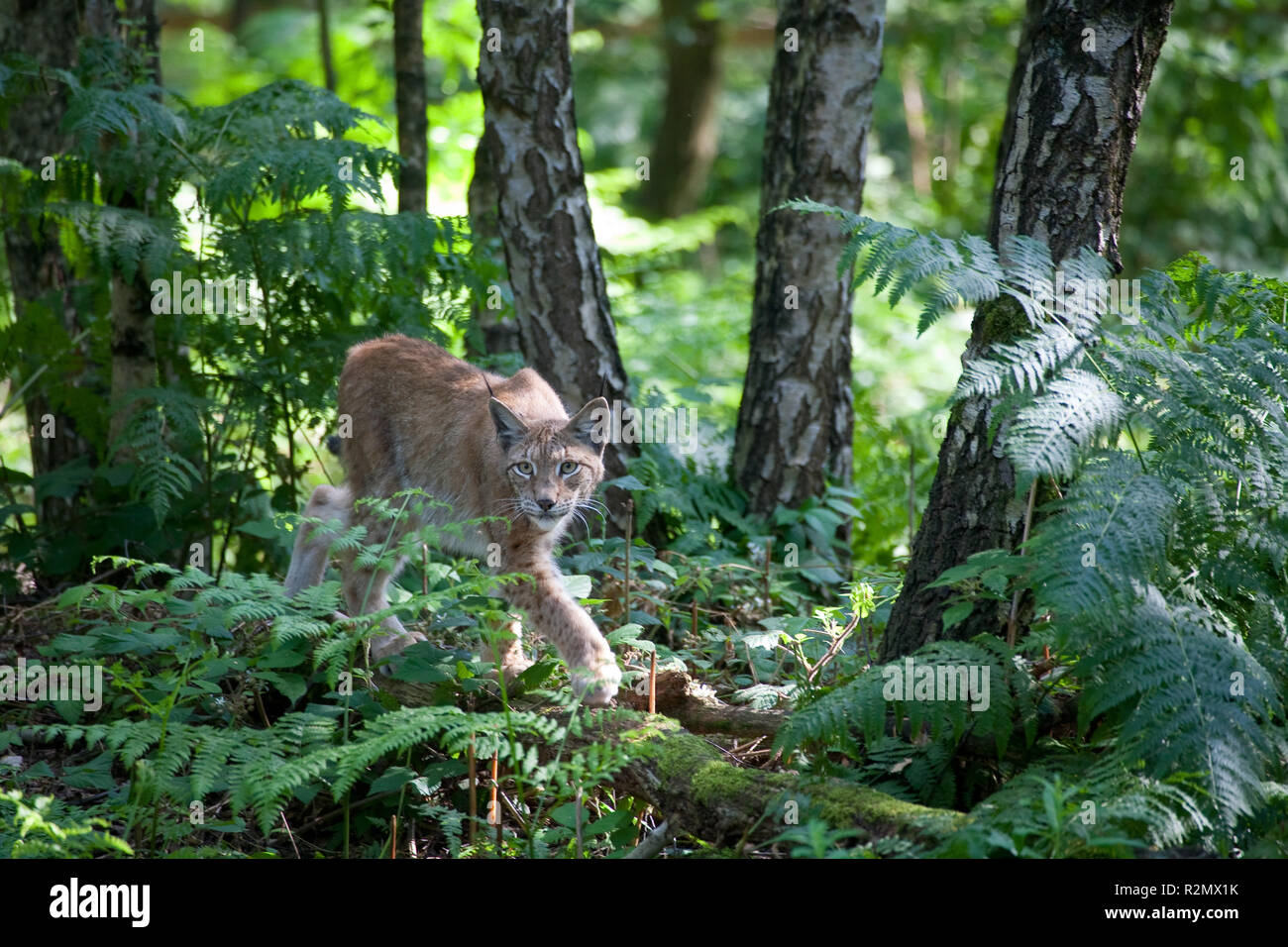 Luchs schleicht durch den Wald Stockfoto