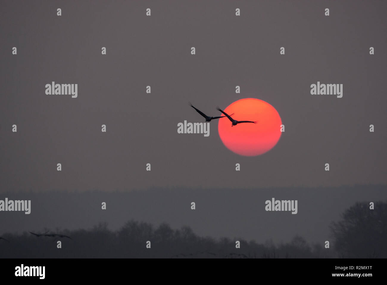 Zwei Kräne vor roter Sonne Stockfoto