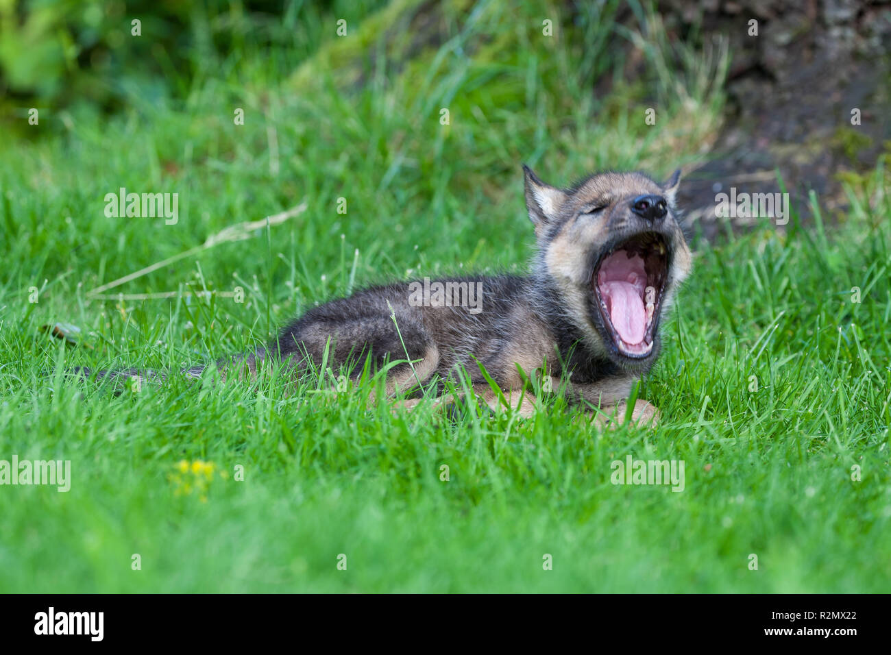 Wolf pup sitzt im Gras und gähnt herzhaft Stockfoto