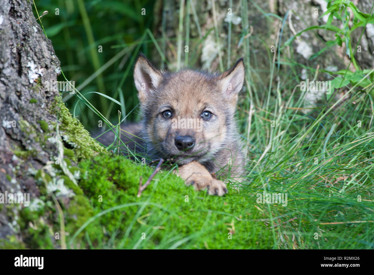 Wolf pup im Gras allein Stockfoto