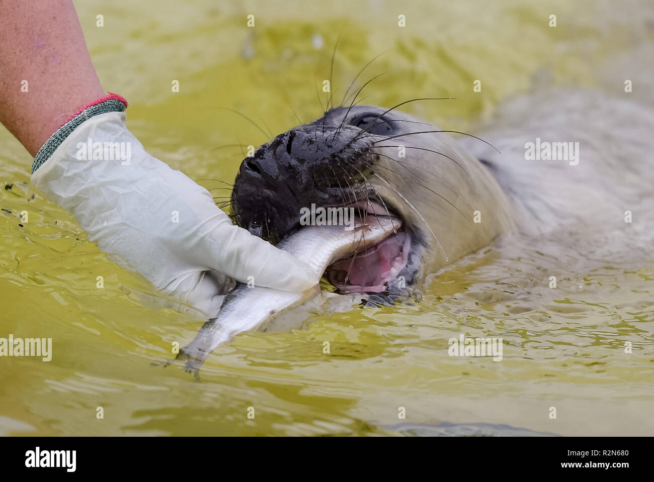 Friedrichskoog, Deutschland. 20 Nov, 2018. Die vier Wochen alten grau Dichtung Heuler 'Elvis' gespeist wird mit Fisch in der Dichtung station Friedrichskoog. Howlers sind junge Dichtungen endgültig von ihrer Mutter getrennt. Quelle: Axel Heimken/dpa/Alamy leben Nachrichten Stockfoto