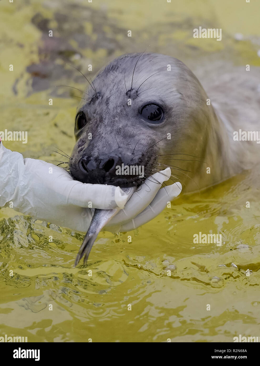 Friedrichskoog, Deutschland. 20 Nov, 2018. Die vier Wochen alten grau Dichtung Heuler 'Elvis' gespeist wird mit Fisch in der Dichtung station Friedrichskoog. Howlers sind junge Dichtungen endgültig von ihrer Mutter getrennt. Quelle: Axel Heimken/dpa/Alamy leben Nachrichten Stockfoto