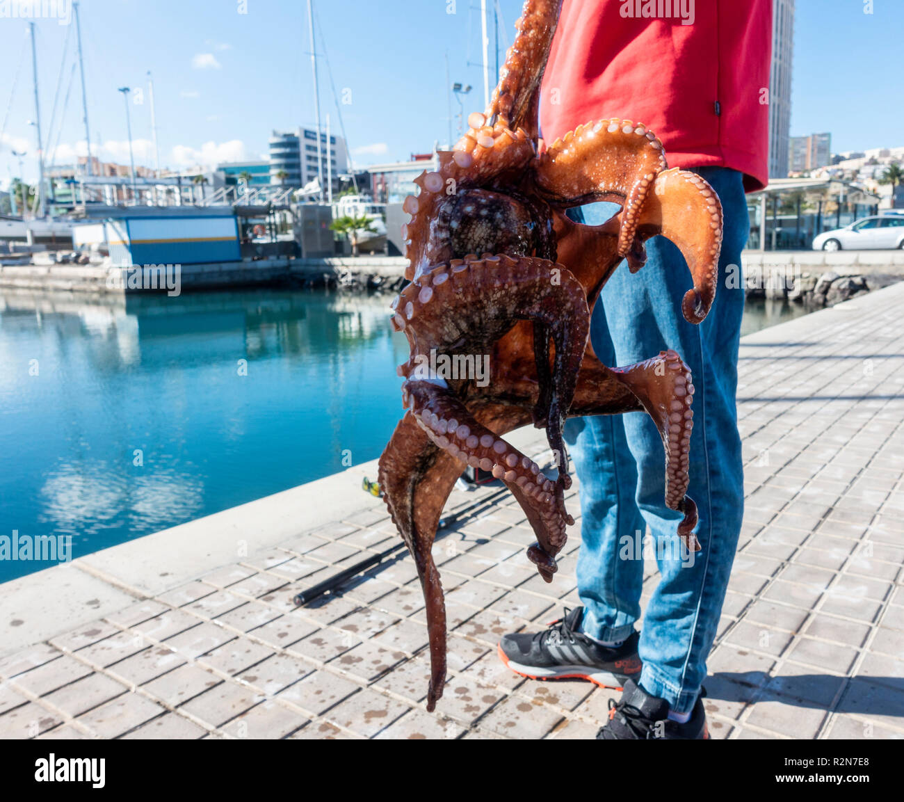 Las Palmas, Gran Canaria, Kanarische Inseln, Spanien. 20. November 2018. Wetter: Ein Tintenfisch Fischer nutzt die Vorteile der ruhigen Bedingungen nach einem Wochenende der riesigen Wellen, die die Kanarischen Inseln zerschlagen, was zu umfangreichen Schäden auf Teneriffa. Die lokalen Fischer fangen Octupus durch Sondierung zwischen Felsen mit einem Widerhaken. Credit: ALAN DAWSON/Alamy leben Nachrichten Stockfoto