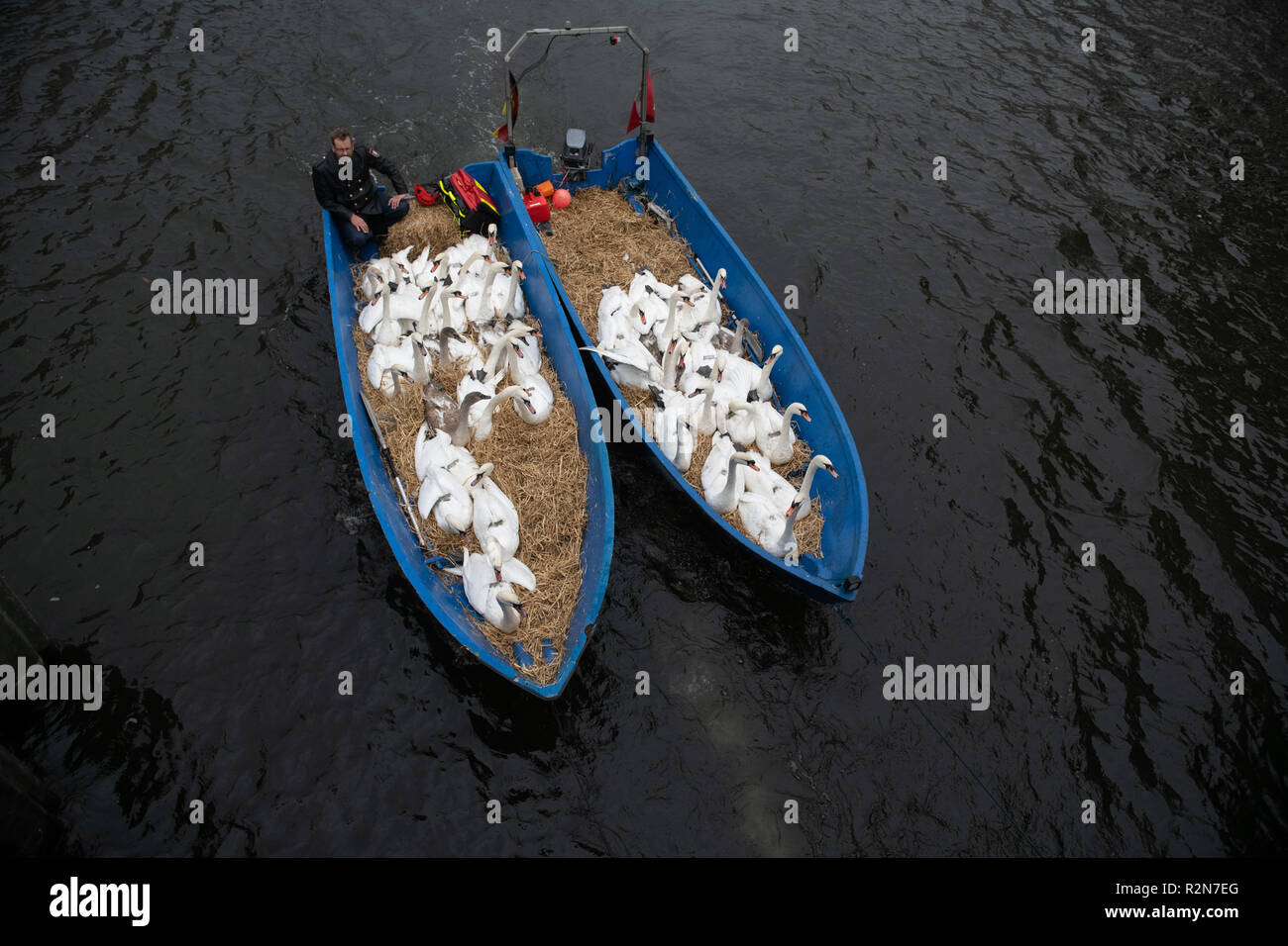 20. November 2018, Hamburg: Alster Schwäne werden von Swan gebracht - Vater Olaf Nieß mit Booten in die Winter-Viertel. Foto: Daniel Reinhardt/dpa Stockfoto