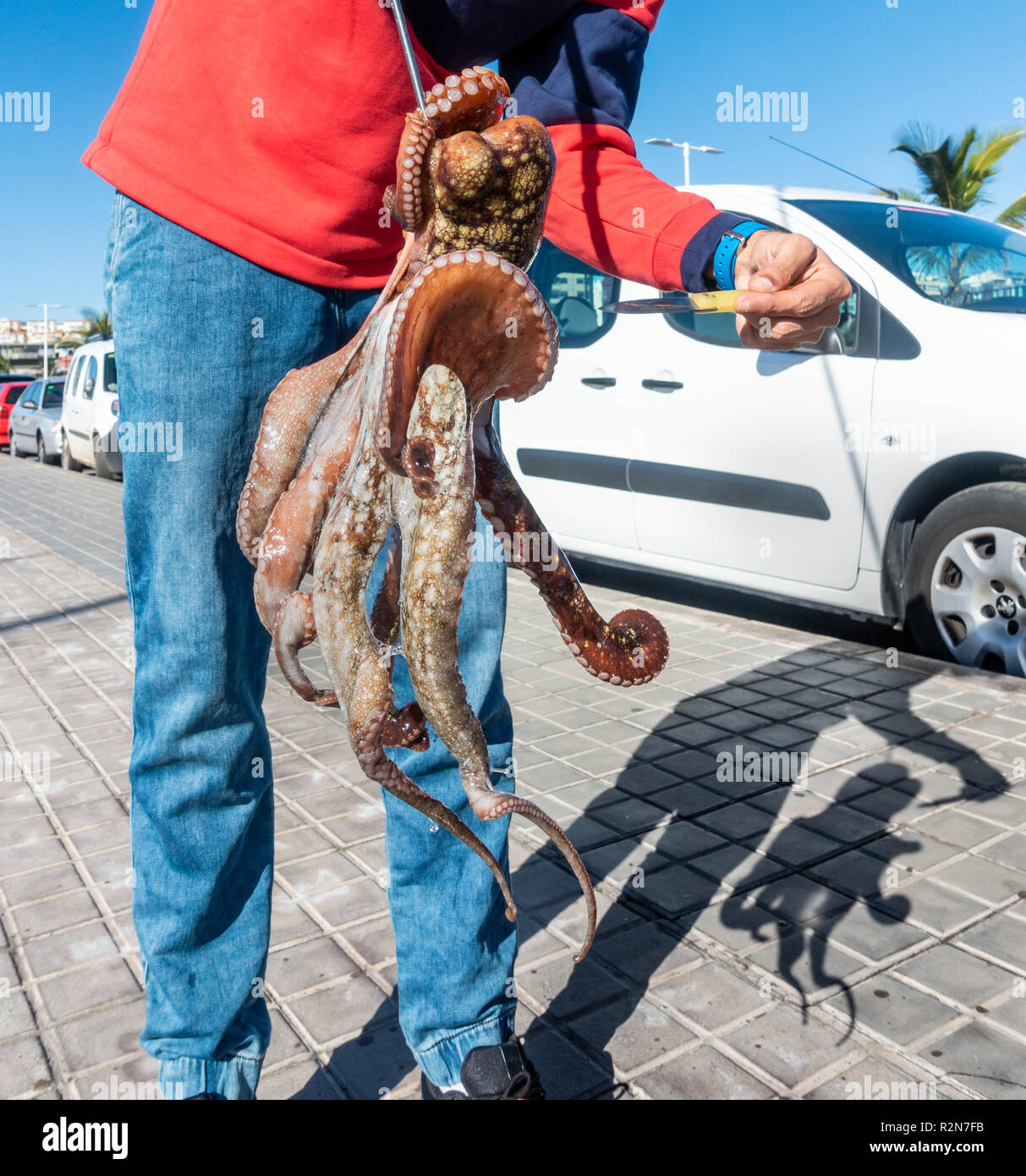 Las Palmas, Gran Canaria, Kanarische Inseln, Spanien. 20. November 2018. Wetter: Ein Tintenfisch Fischer nutzt die Vorteile der ruhigen Bedingungen nach einem Wochenende der riesigen Wellen, die die Kanarischen Inseln zerschlagen, was zu umfangreichen Schäden auf Teneriffa. Die lokalen Fischer fangen Octupus durch Sondierung zwischen Felsen mit einem Widerhaken. Credit: ALAN DAWSON/Alamy leben Nachrichten Stockfoto
