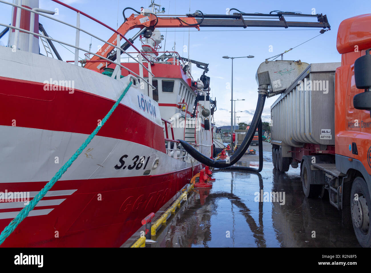 Baltimore, West Cork, Irland, 20. November 2018. Diese riesigen Fang von Stöcker von über 4 lkw ladungen Heute war in Baltimore Quay ausladen, der Fang an Land auf Lkw gepumpt. Der frische Fisch wird dann bis zu cröffelbach vor dem Versand an den japanischen Markt verarbeitet werden transportiert werden. Credit: aphperspective/Alamy leben Nachrichten Stockfoto