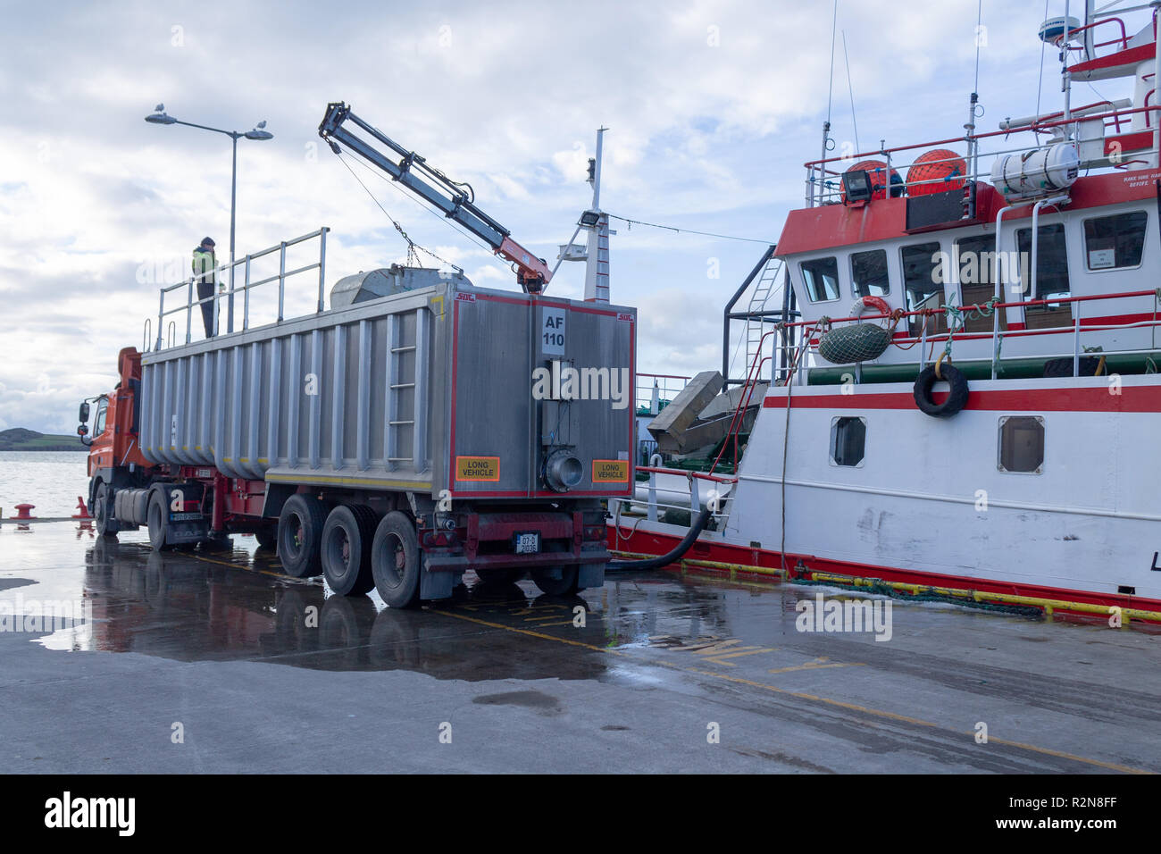 Baltimore, West Cork, Irland, 20. November 2018. Diese riesigen Fang von Stöcker von über 4 lkw ladungen Heute war in Baltimore Quay ausladen, der Fang an Land auf Lkw gepumpt. Der frische Fisch wird dann bis zu cröffelbach vor dem Versand an den japanischen Markt verarbeitet werden transportiert werden. Credit: aphperspective/Alamy leben Nachrichten Stockfoto