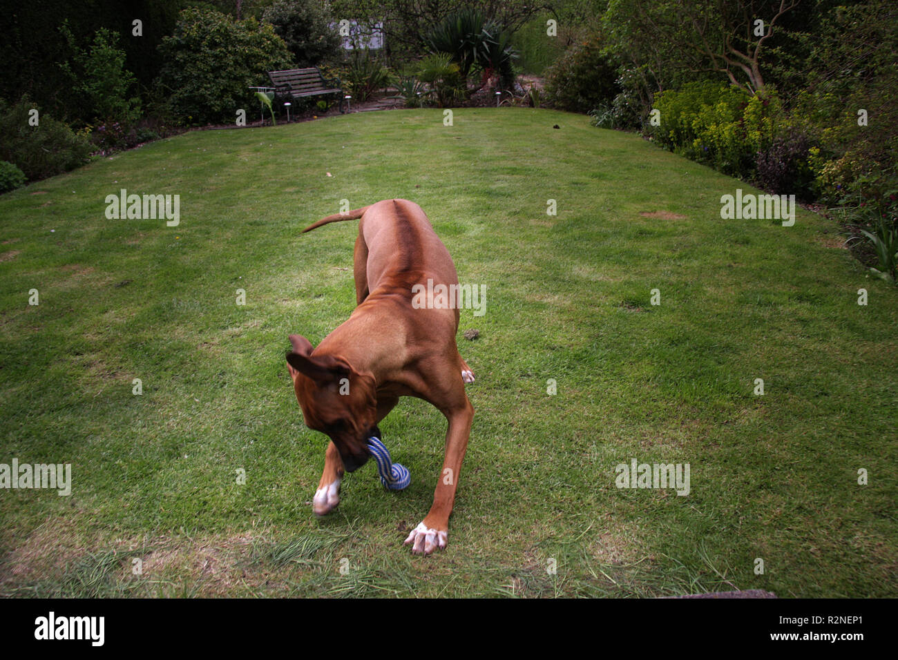 Rhodesian Ridgeback Hund Stockfoto