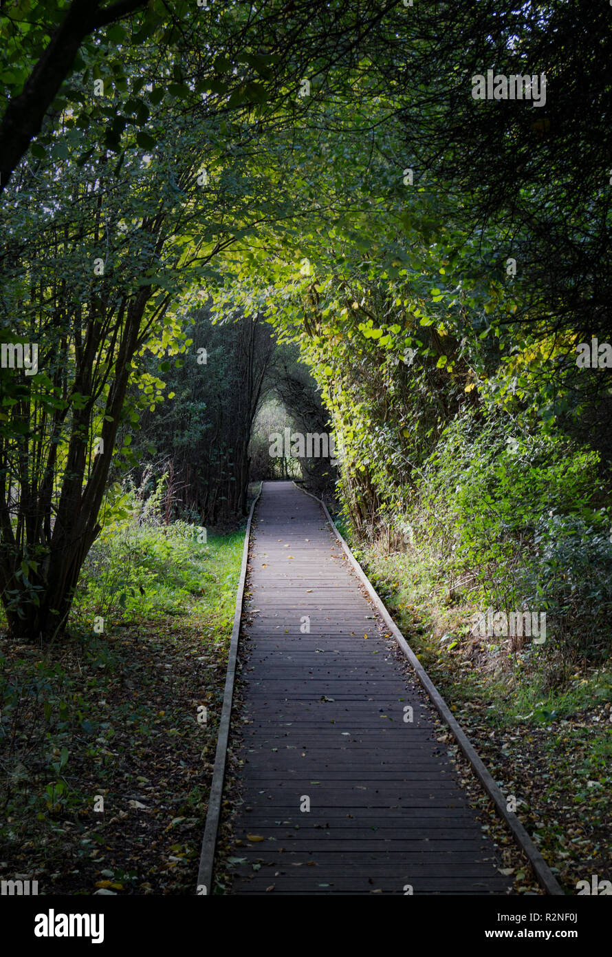 Ein Pfad für Radtraktoren mit Stühlen durch den Wald in Pishiobury Park in Sawbridgeworth, Hertfordshire. Es ermöglicht den Zugriff auf den Fluss und Feuchtgebiete Stockfoto
