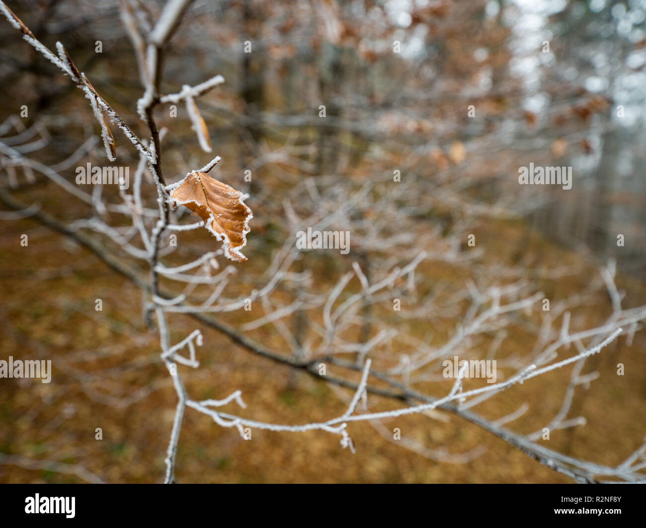 Single frost liniert Blatt im wunderschönen nebligen Herbst Wald Stockfoto