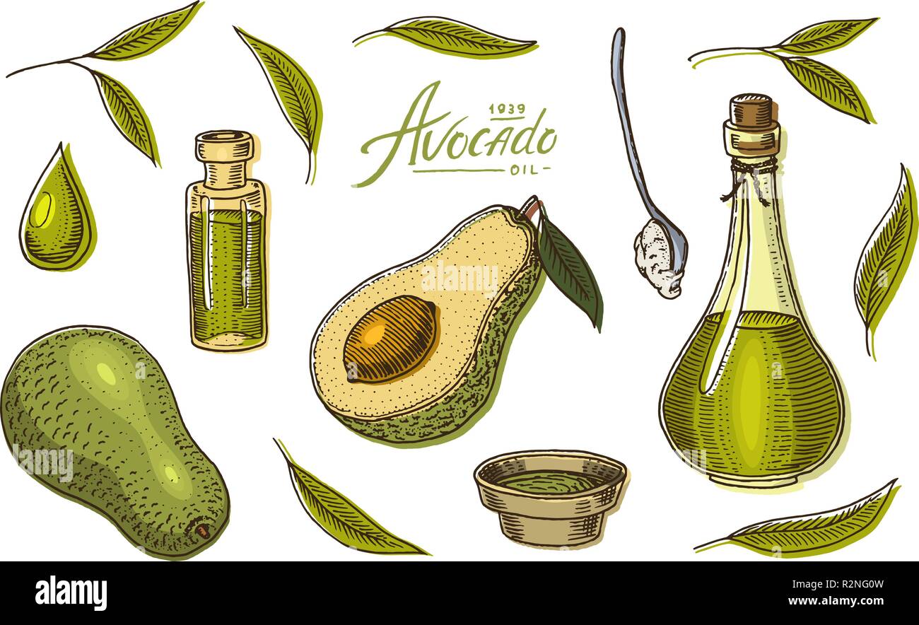 Tropische Avocado. Satz von Immergrün Obst Pflanze. Organisches Öl in der Flasche. Blätter und Zweige, Blätter und Samen. Isolierte Vektor Hand gezeichnet. Vintage Vorlage für Design. Graviert monochrom Skizze Stock Vektor