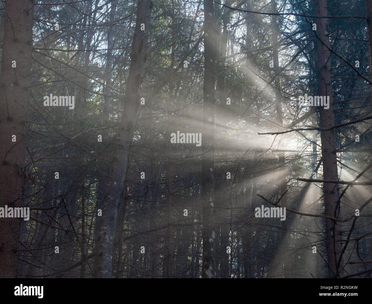 Geheimnisvoller Wald, Sonne durch den Nebel scheint mit wunderschönen Lichtstrahlen Stockfoto