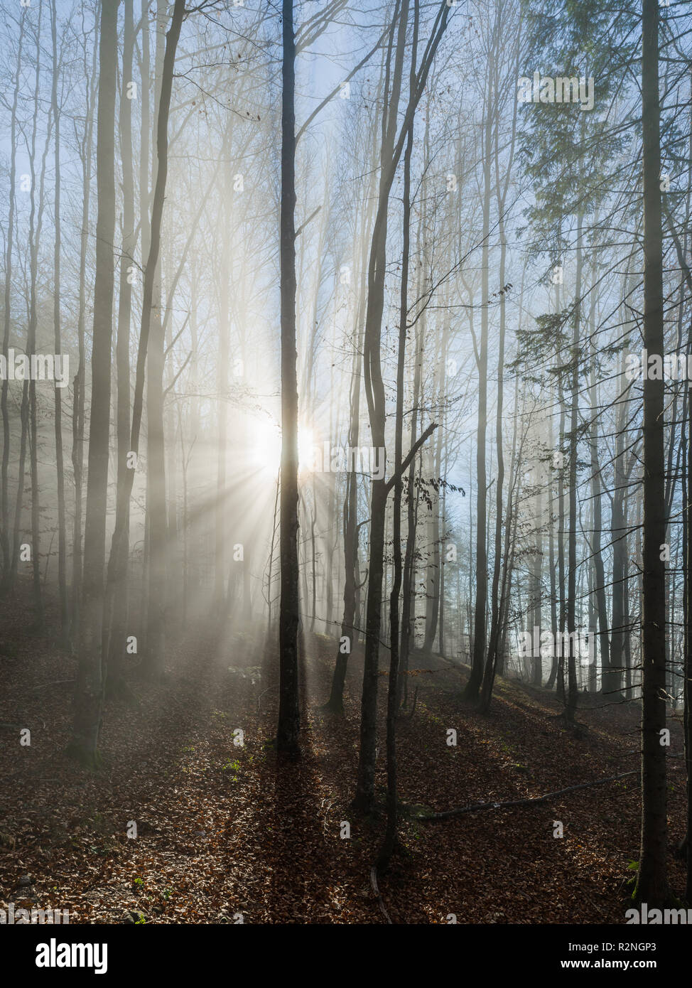 Geheimnisvoller Wald, Sonne durch den Nebel scheint mit wunderschönen Lichtstrahlen Stockfoto