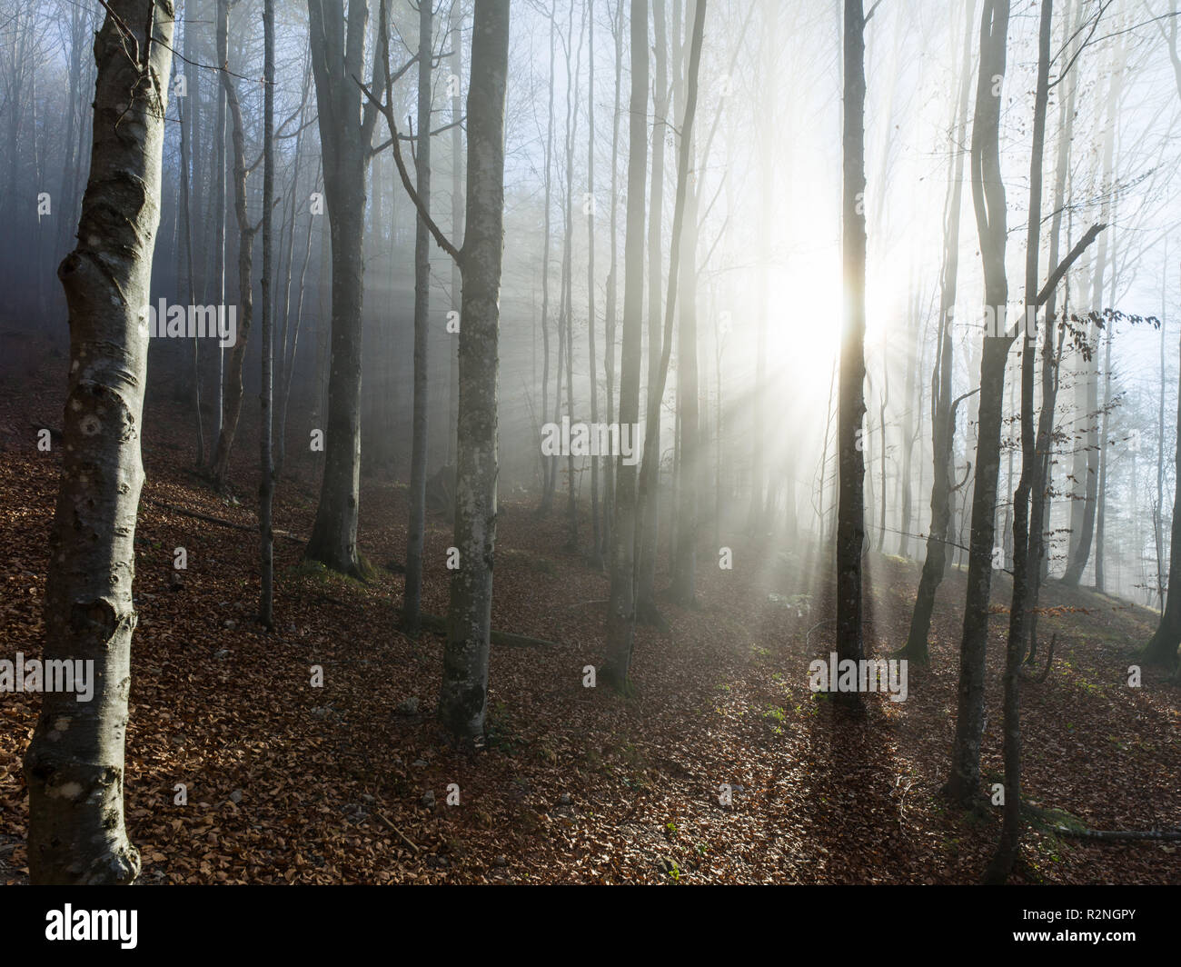 Geheimnisvoller Wald, Sonne durch den Nebel scheint mit wunderschönen Lichtstrahlen Stockfoto