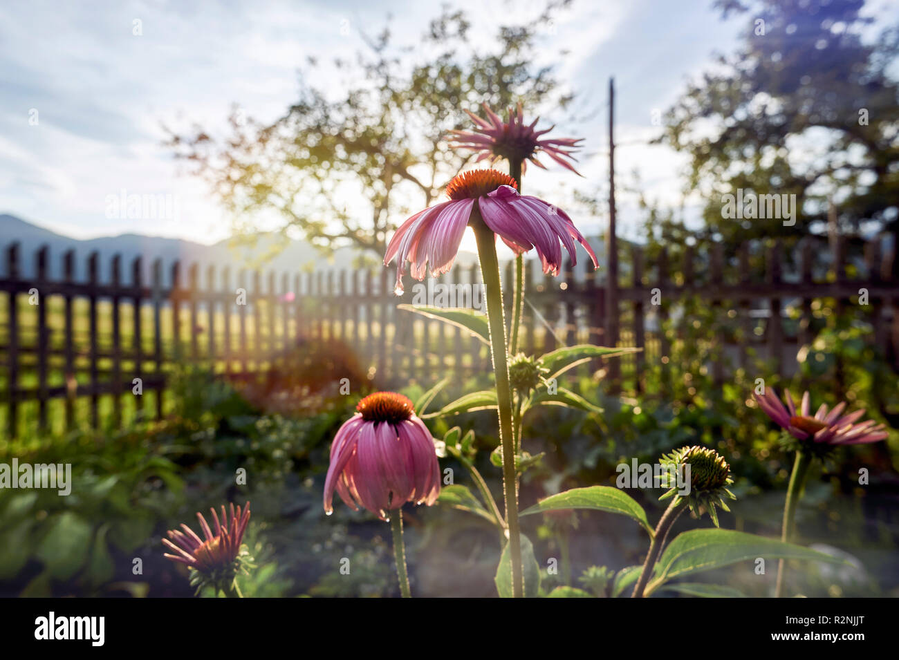 Sonnenhut in der Cottage Garden in Hintergrundbeleuchtung mit Gartenzaun und Apfelbaum, im Hintergrund Rofan Gebirge Stockfoto