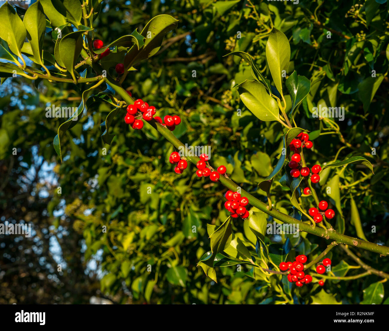 Nahaufnahme von roten Stechpalme Beeren wachsen neben Tyne River, East Lothian, Schottland, Großbritannien Stockfoto