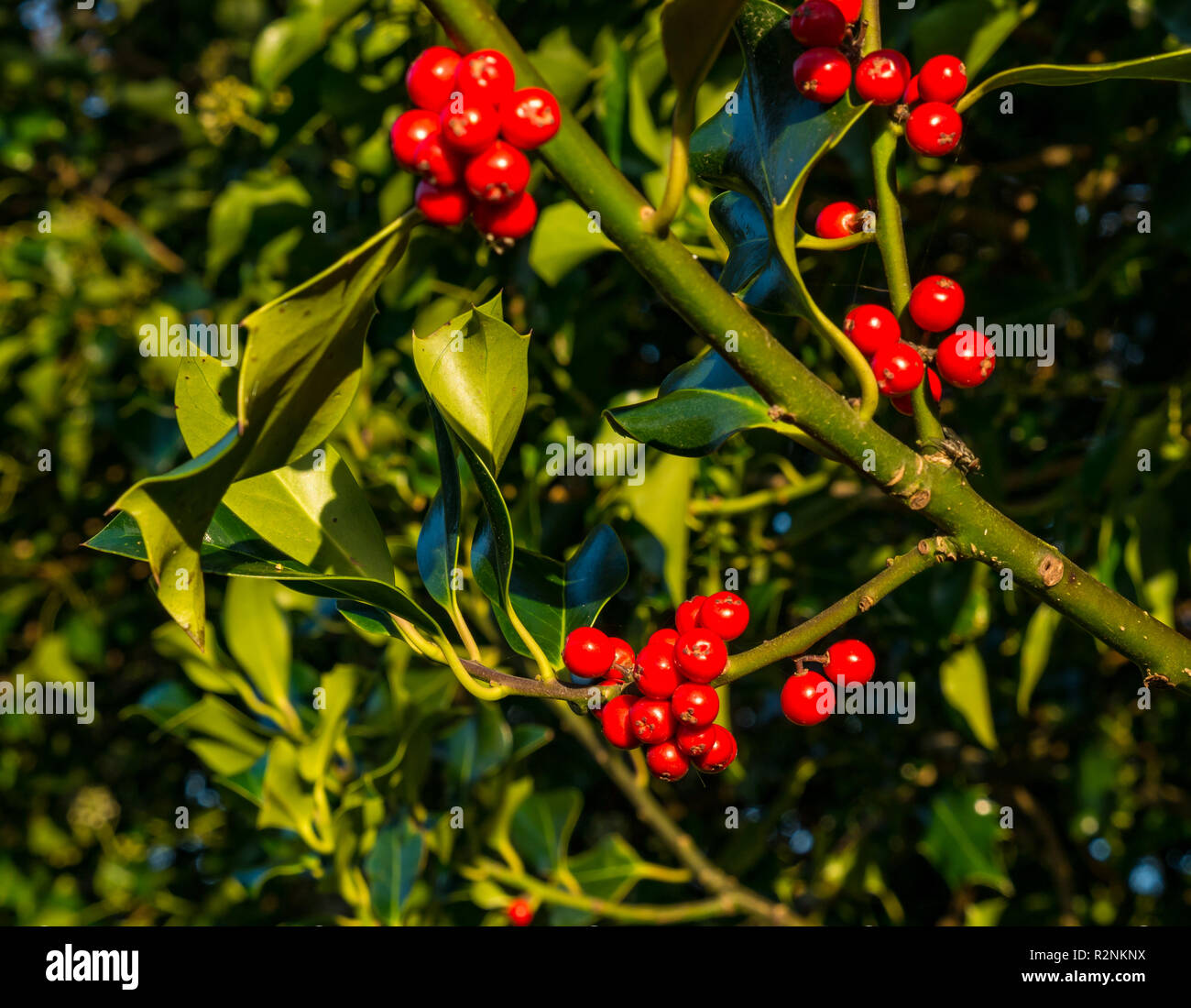 Nahaufnahme von roten Stechpalme Beeren wachsen neben Tyne River, East Lothian, Schottland, Großbritannien Stockfoto