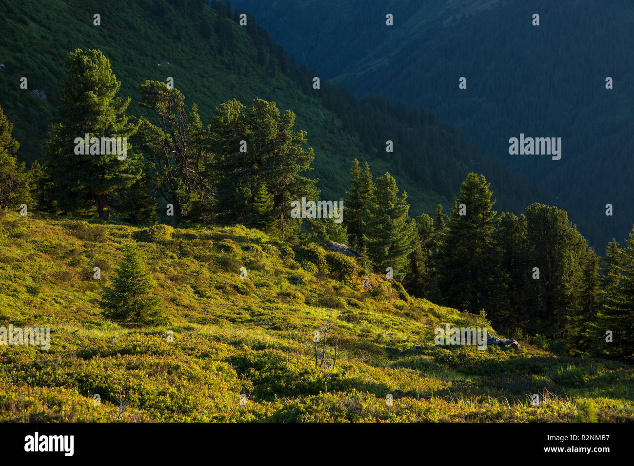 Wald an der Sattelspitze Berg, Verwallgruppe, Tirol, Österreich. Stockfoto