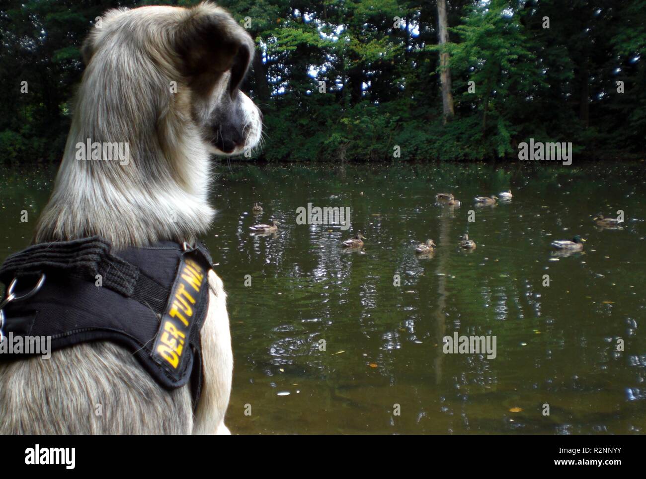 Hund beobachten die Enten im See... Stockfoto