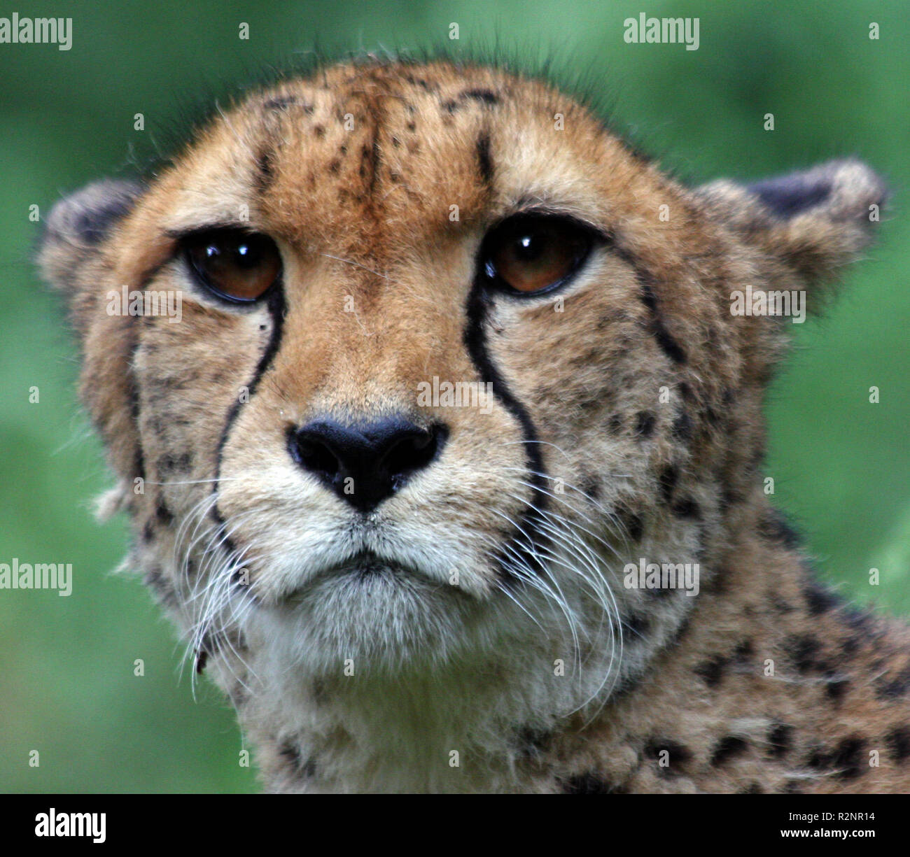 Gepard-Porträt Stockfoto