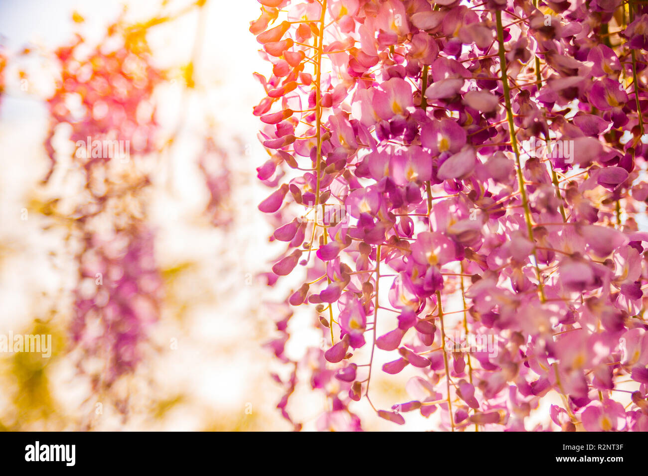 Wisteria Blumen blühen im Garten bei Sonnenuntergang. Schöne Wisteria Trellis blüht im Frühjahr. Chinesischer und japanischer Park. Frühlingsblumen Stockfoto