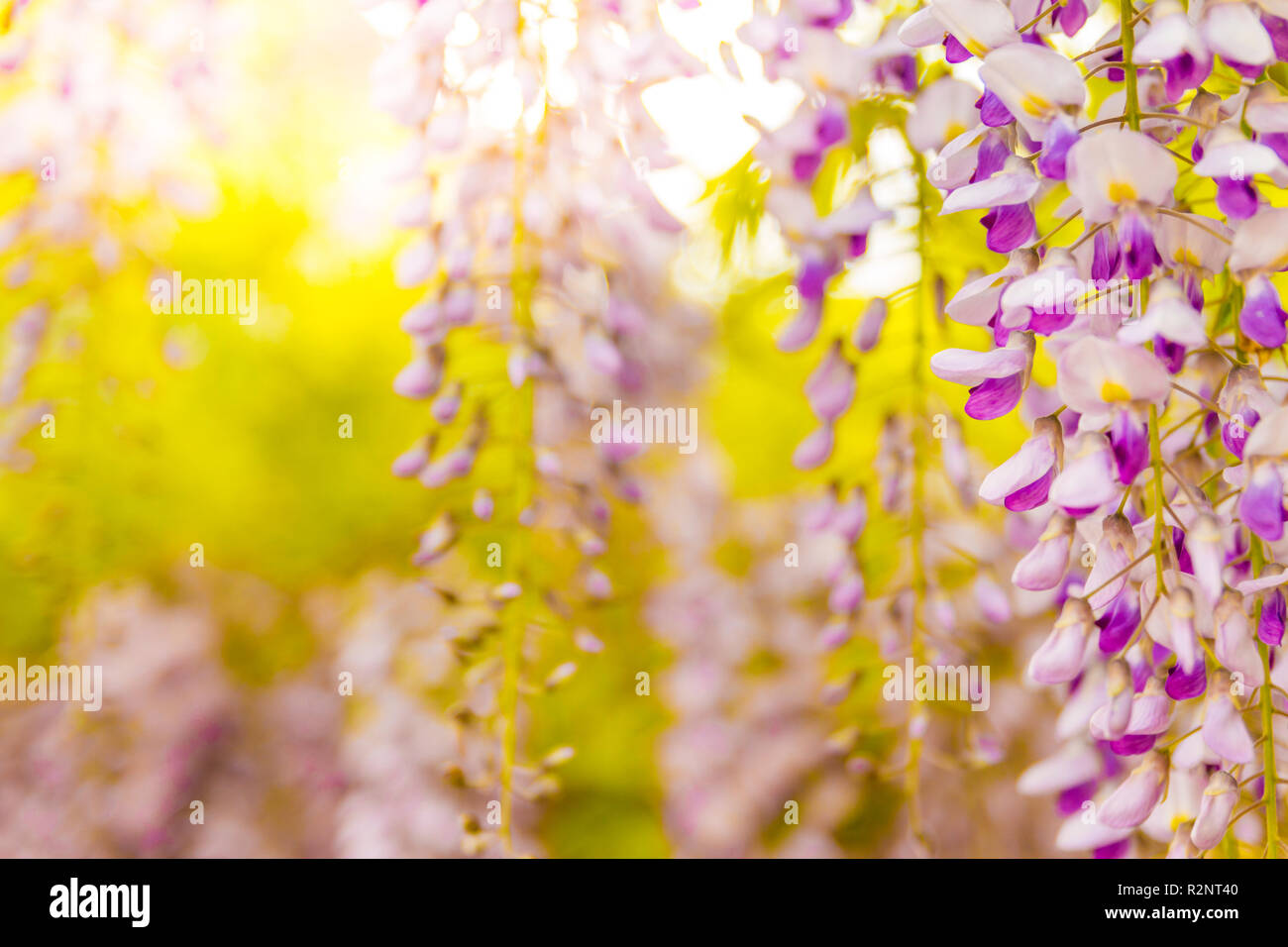 Wisteria Blumen blühen im Garten bei Sonnenuntergang. Schöne Wisteria Trellis blüht im Frühjahr. Chinesischer und japanischer Park. Frühlingsblumen Stockfoto