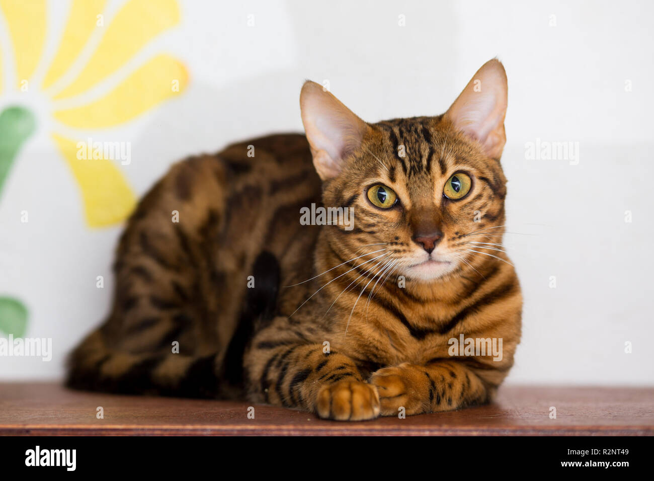 Die Jungen Bengal Katze Spielt Spielerisch Auf Dem Boden