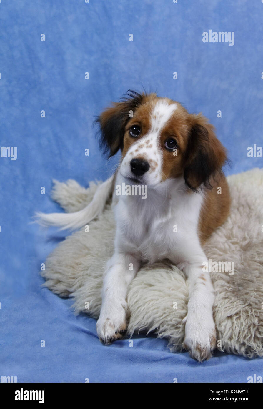 Dutch Spaniel Stockfoto