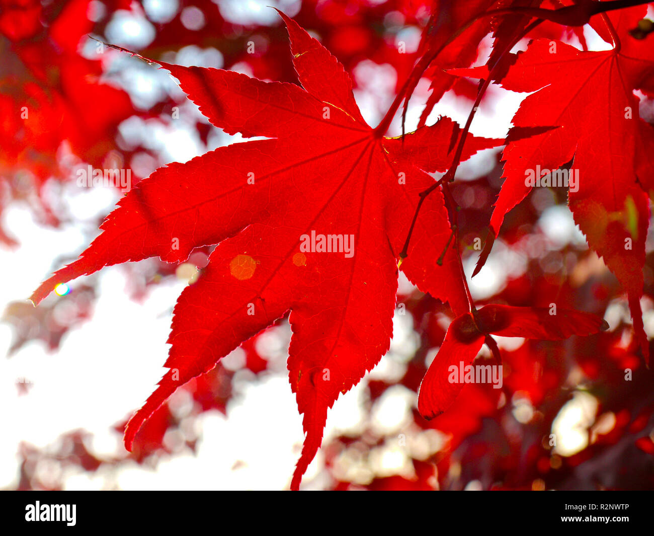 Acer Palmatum atropurpureum Stockfoto