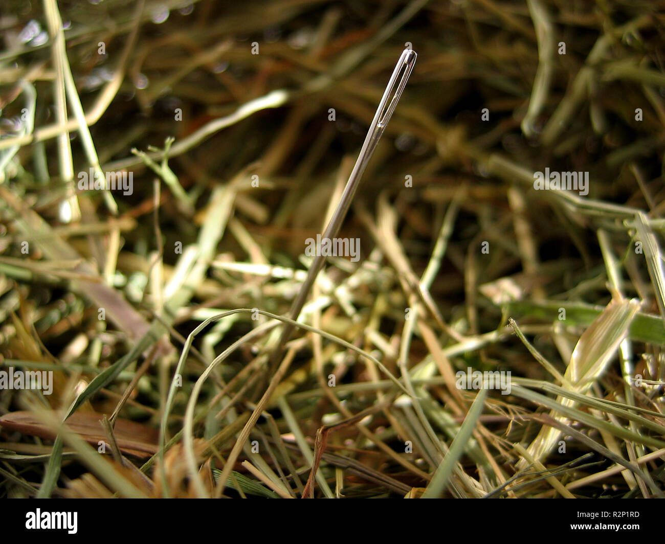 Nadel im Heuhaufen Stockfoto