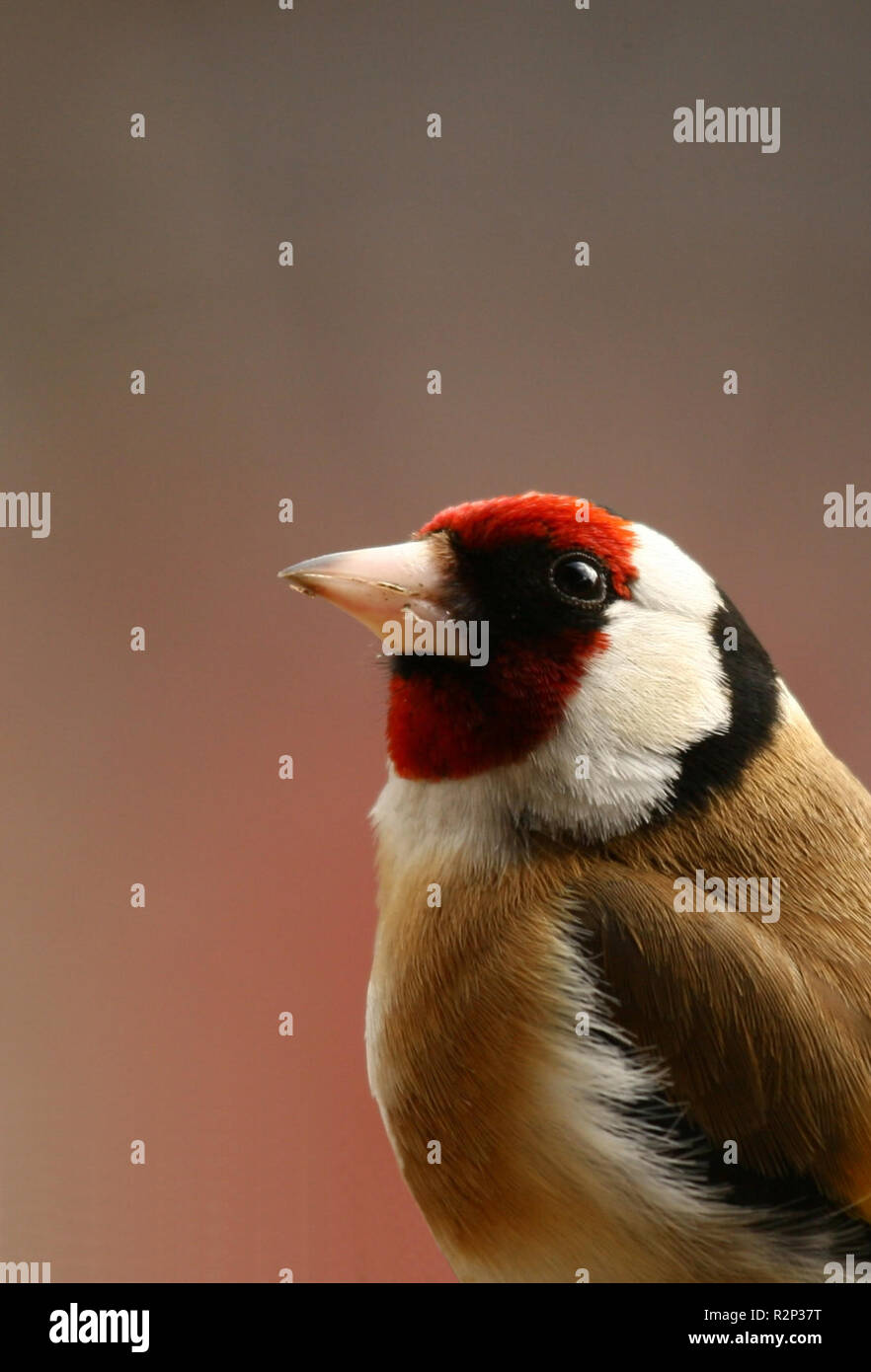 Stieglitz portrait Stockfoto