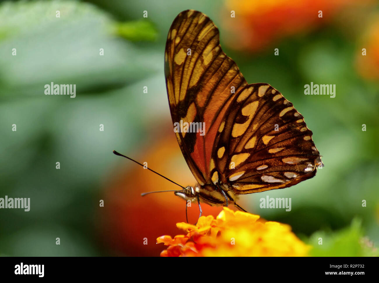 Danaus plexippus - monarch butterfly Stockfoto