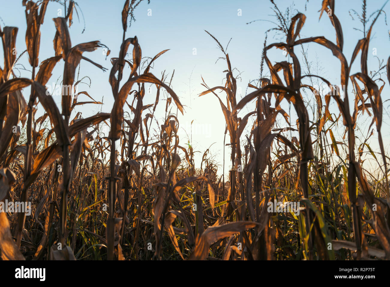 Weizenfeld bei Sonnenuntergang in der Landschaft der Lomellina Stockfoto
