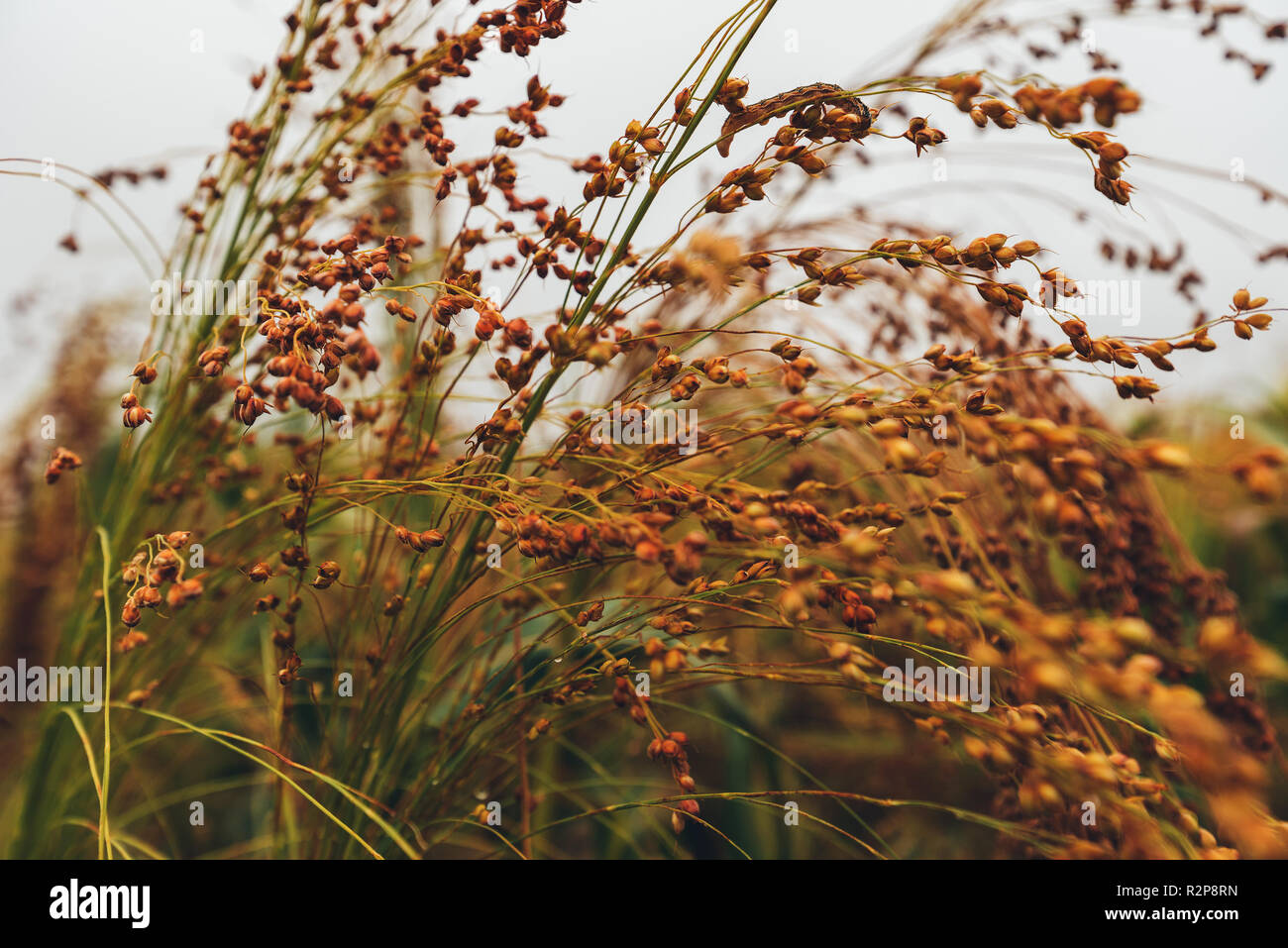 Kultiviert sorghum bicolor oder große Hirse in der Agrarwirtschaft Stockfoto