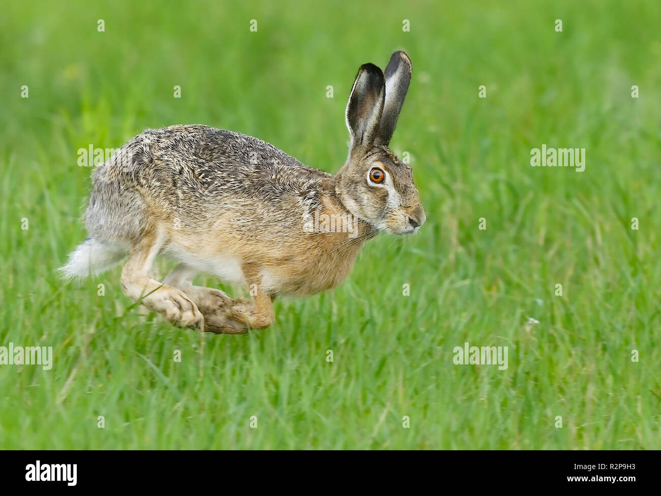 laufen laufen Kaninchen Stockfoto