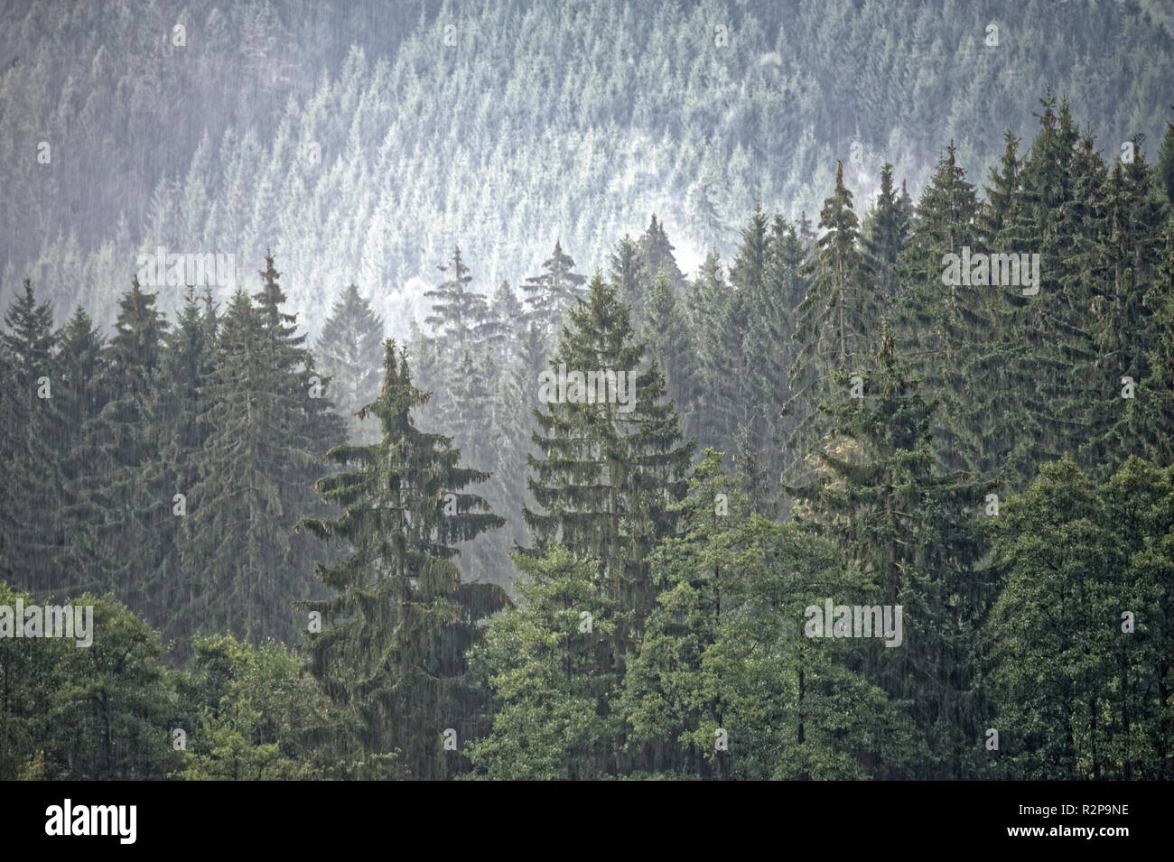 Nebligen Landschaft in Brocken,Harz,Germany.Brocken Im Nebel Und Regen, Harz. Stockfoto