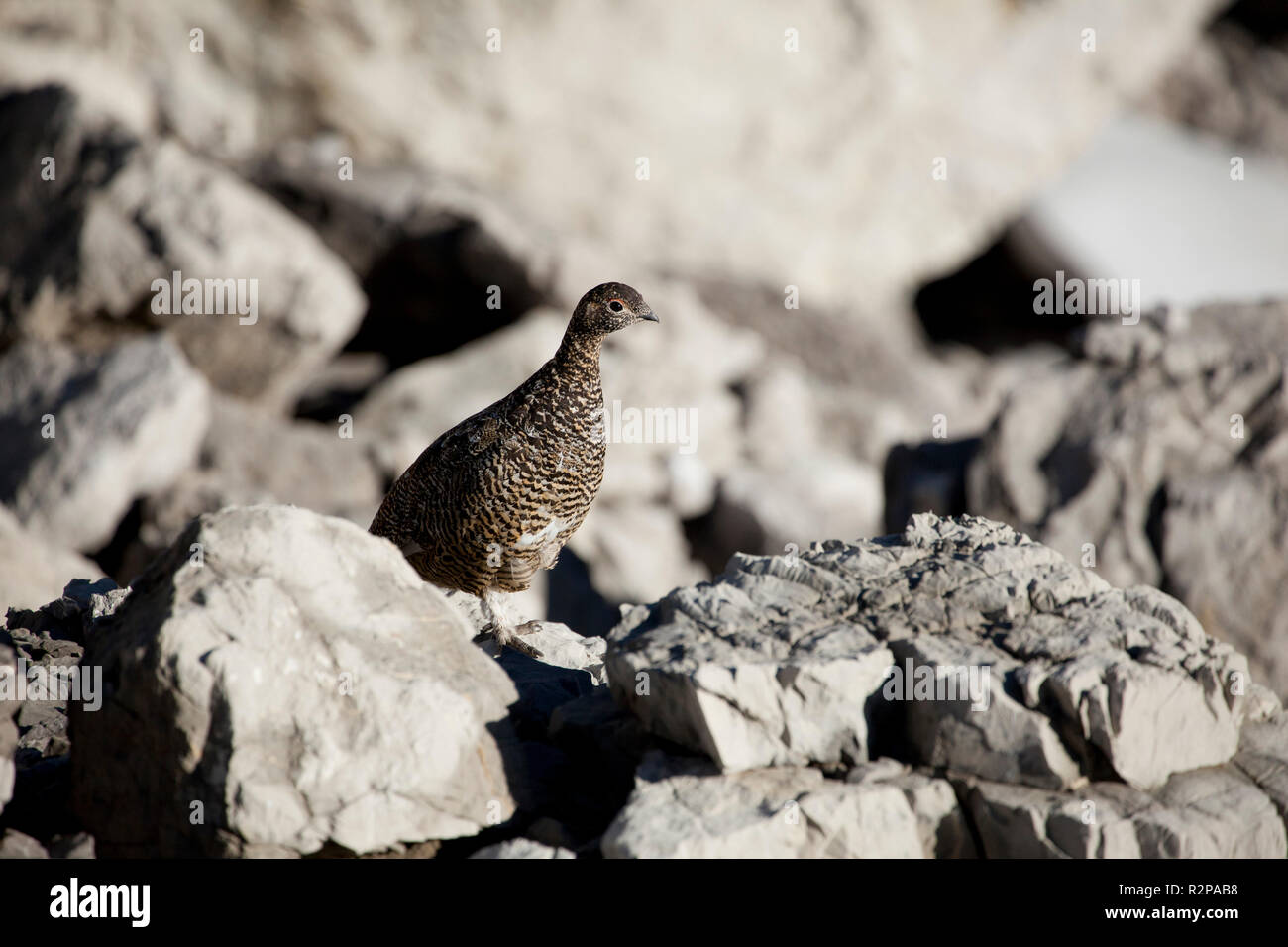 Rock Ptarmigan an der Schesaplana Berg, Rätikon, Vorarlberg, Österreich Stockfoto