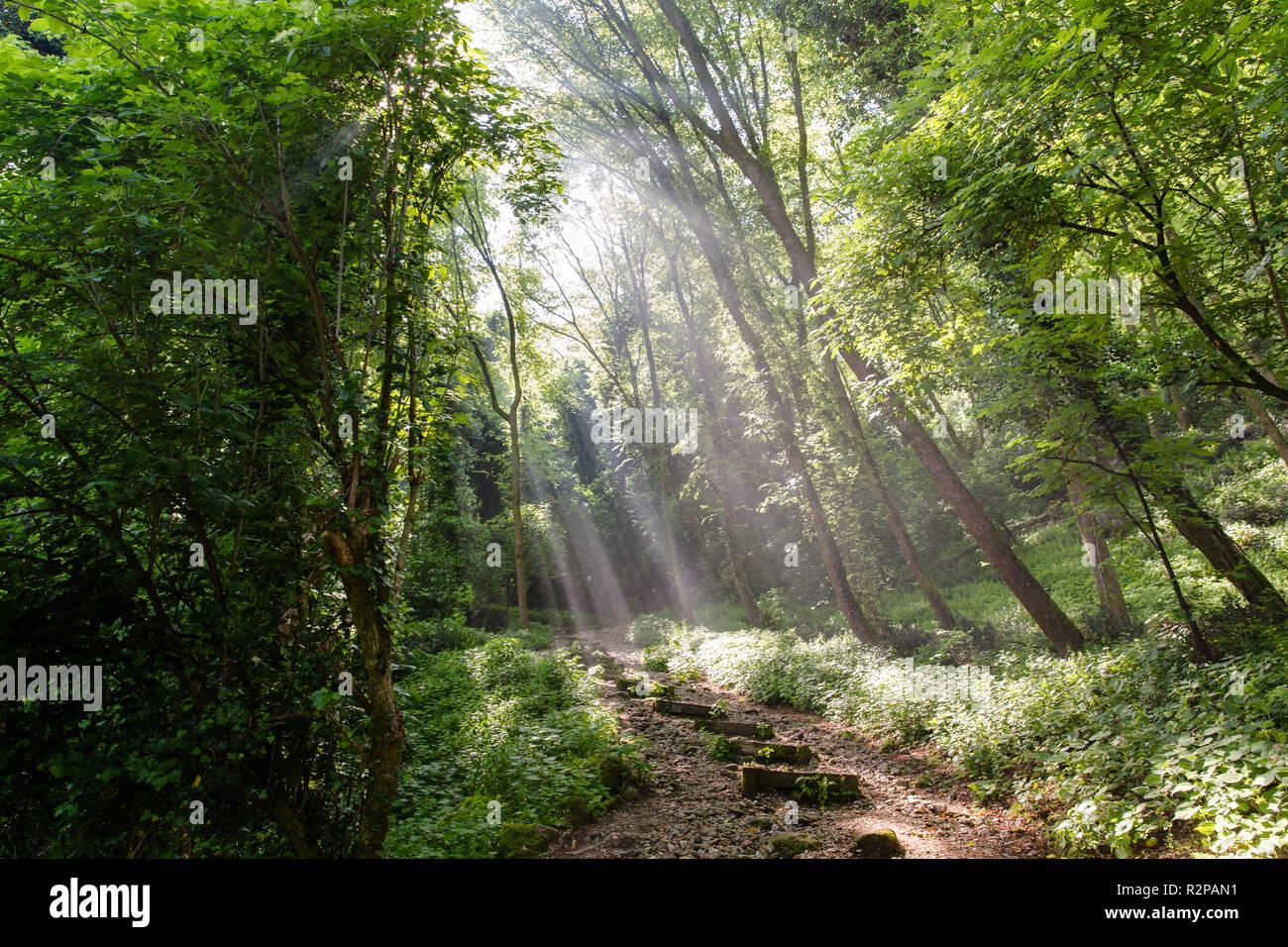Die glitzernden Sonnenstrahlen im Wald, Beleuchtung ein Weg mit Treppen aus Stein Stockfoto