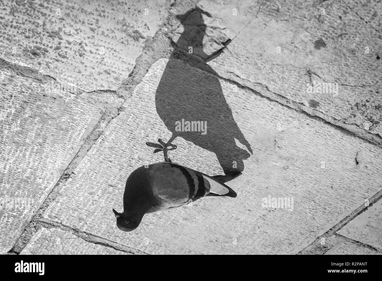 Foto einer Stadt Taube und seiner viel größeren Schatten auf Steinboden, 180 Grad gedreht Stockfoto