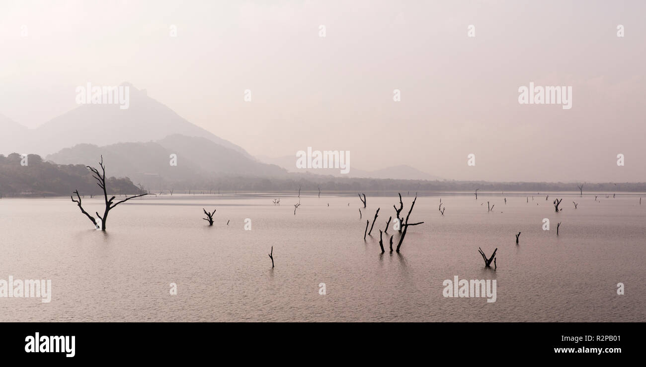 Tote Bäume in einem See, Berg im Hintergrund, weiches Licht Stockfoto