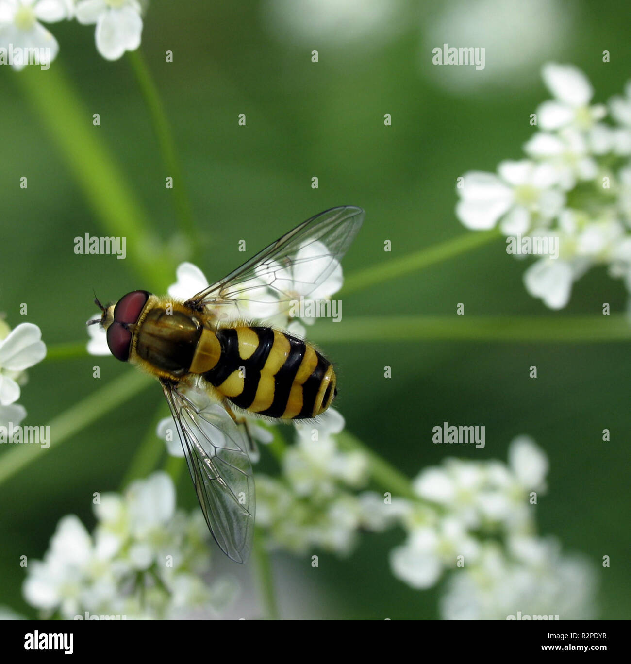 großen hoverfly Stockfoto