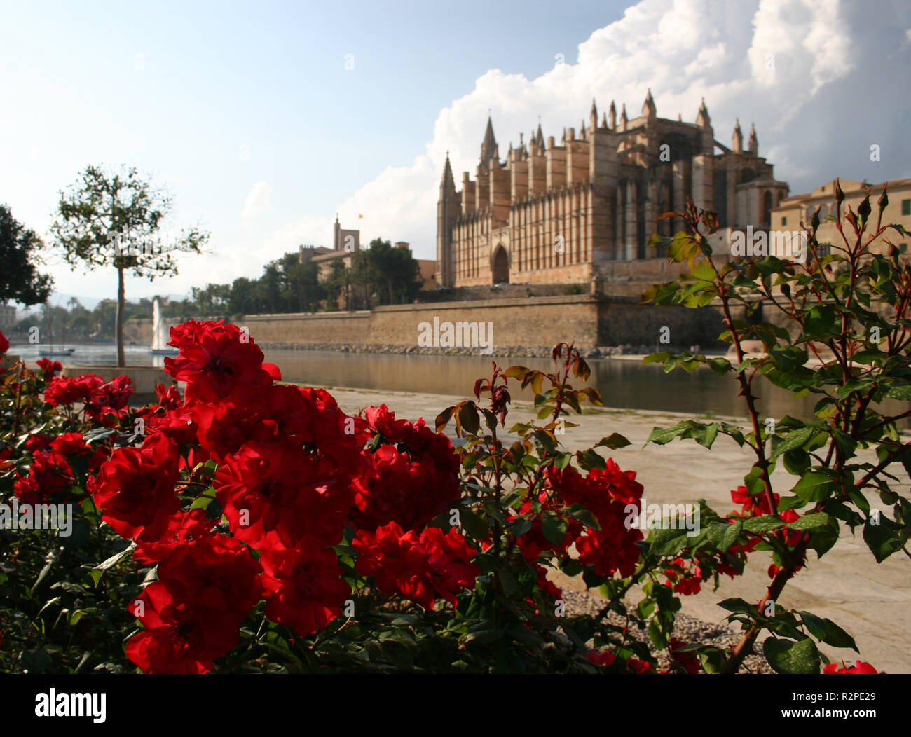 Rote Rosen vor La Seu in Palma, Mallorca Stockfoto